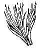 Palm Leaf