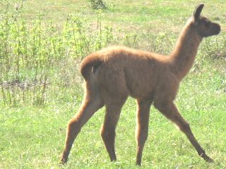 Llama 2007